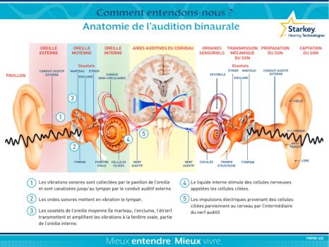 Comment Fonctionne l'Audition ?